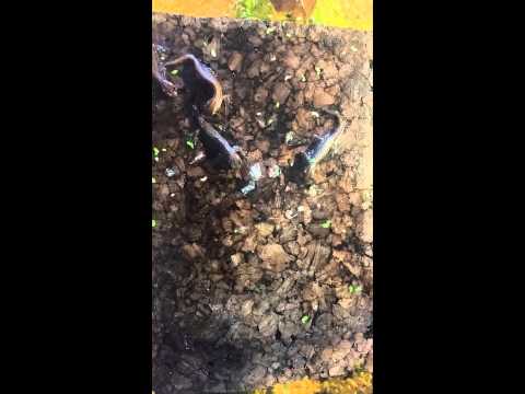 Ommatotriton vittatus