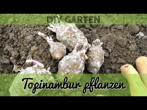 Topinambur pflanzen - Anbau von Topinambur im eigenen Garten