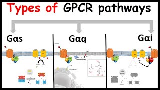 GPCR signaling : Types of G alpha subunit