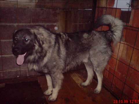 qeni i naser ukelles.wmv