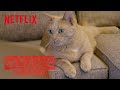 Netflix Employees' Cats React: Stranger Things | Digital Exclusive | Netflix