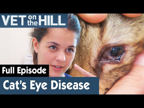 🐱 Poor Cat Has An Eye Discharge | FULL EPISODE | S03E14 | Vet On The Hill