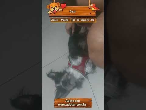 Vídeo de Ozzi