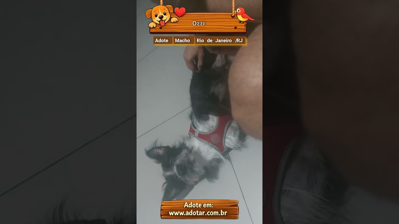 Cachorro raça SRD-ViraLata idade 2 anos nome Ozzi