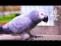 Sausage The Parrot Loves To Swear