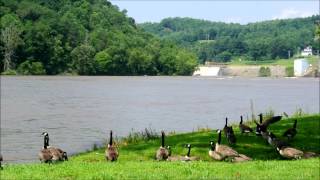 preview picture of video 'Geese at the New River in Fries, VA - July 2013'