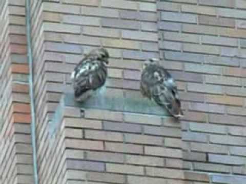 8 9 2013 cornell red tailed hawks ezra (left) & big red (right) on se bradfield nook
