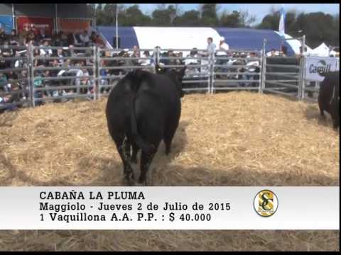 02-07-15 Venta de Vaquillonas P.P. - Cabaña La Pluma de Firpo - Maggiolo.