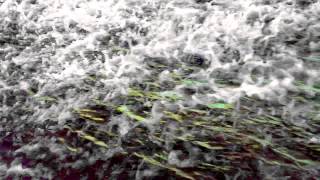 The Octopus Project & Black Moth Super Rainbow - Beds