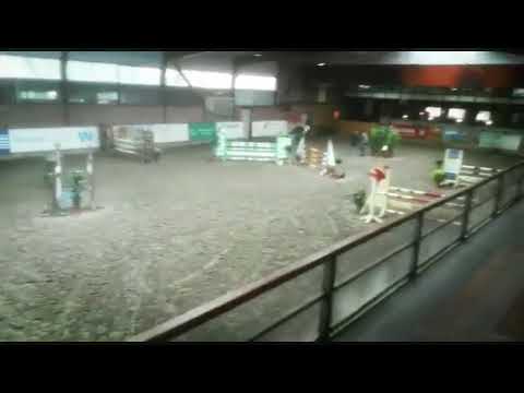 Erin *2012 Holsteiner mare by Uriko - Cormint - Casall