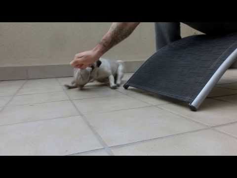 Rat hunting time -PAQUITA & FALETE-