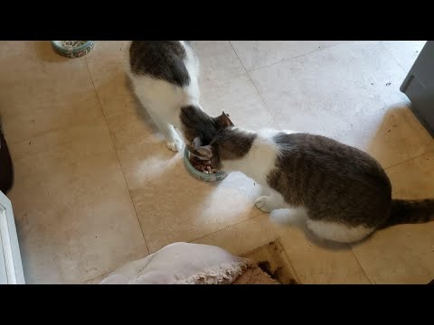 Two cats fight or bowl of food