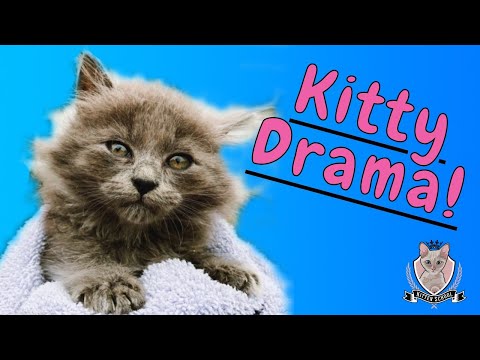 4 Kittens Ready for Adoption & THIS Happens