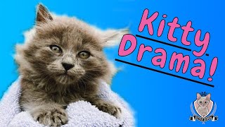 Kitten Ringworm AGAIN? Treat it Fast and Simple at Home!