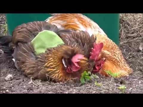 Hühner beim Sandbad (Erdbad) - viel Spaß :)