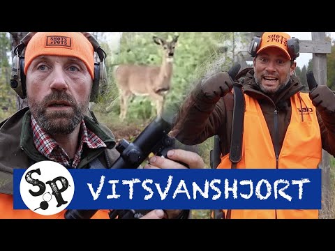 JAKT PÅ VITSVANSHJORT - Lubbe och Danyel jagar i Finland