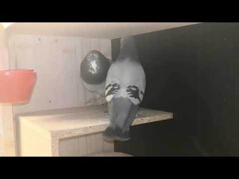 Pigeon pairing 275  x 545