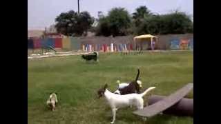 preview picture of video 'DivertyCan Parque y Hospedaje Canino / Mi rancho bonito'