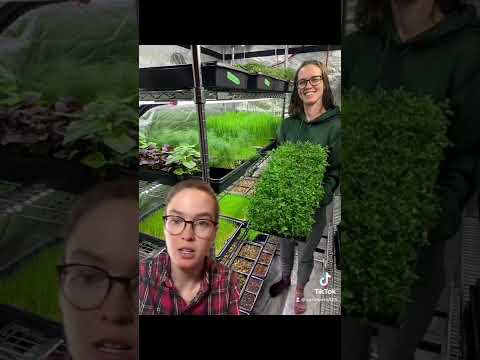 The truth about growing microgreens…