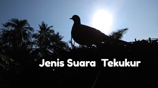 Download lagu Jenis Suara Burung Terkukur mp3 Download lagu Jenis Suara Burung Terkukur mp3