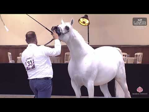 N 33 ENGULO EEA   International Cup   Brescia 2023   Stallions 7 years and over Class 11