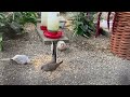 Diamond doves zebra finch & button quails in aviary