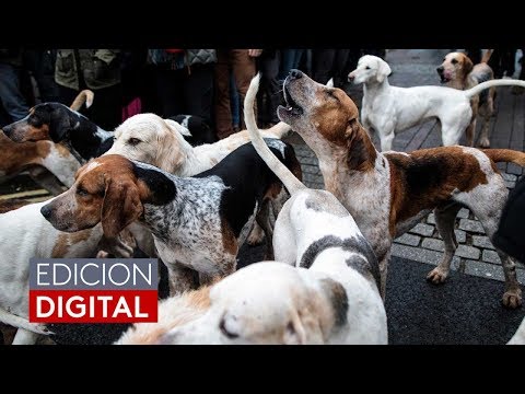 You want a dog but have doubts, now you can "rent" one for a day