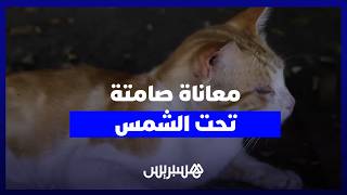 موجة الحر ترهق حيوانات الشارع.. معاناة صامتة تحت الشمس thumbnail