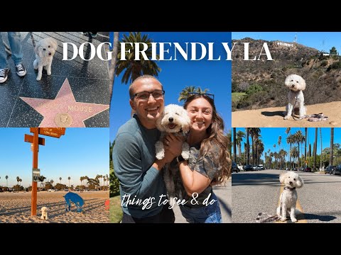 Best things to see when visiting Los Angeles, California with a dog 🐶