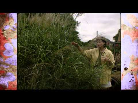 Wintering Ornamental Grasses