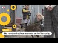 Drukte in dierenasiels in Oekraïne