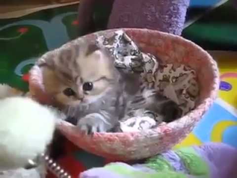 funniest cat ever seen......