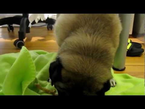 Der dicke lustige Hund namens LUCKY / Mops - The chubby funny kraut's pug called LUCKY