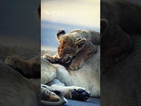 Hungry Lion Cub | A Tense Lioness Does Not Want To Nurse Her Cub (Sound Up)