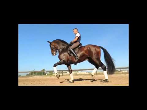 Grand Prix Dressage P.R.E. Andalusian Stallion - SOLD