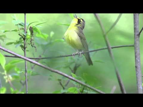 Horárik spevavý (Geothlypis formosa) — správanie, biotop a hlas