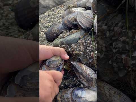 🐚Boy Getting A Mussel Shell!🦀Mejillon🦪#musselshell#enjoy#nature