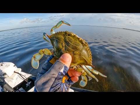 How to Use Blue Crab for Bait: Cutting and Rigging Tips