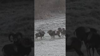 Schon gesehen? Atemberaubende Jagd auf Muffelbrunft🎥🌿Jetzt auf HOD! #copterpro