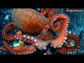 OCTOPUS'S GARDEN ♫ ~ Ringo Starr - live version 2005 - Underwater Footage of Octopus