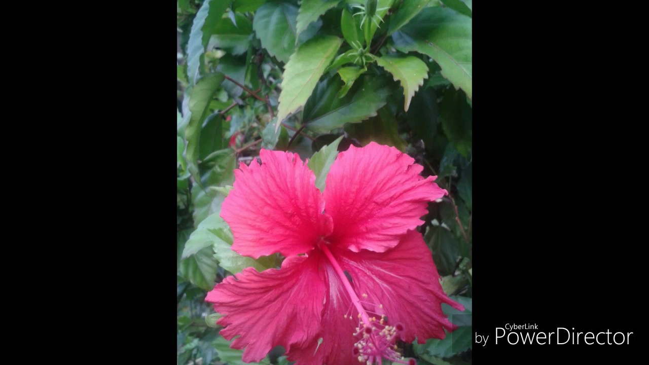 Salmos 63 Mi alma tiene sed de Dios.