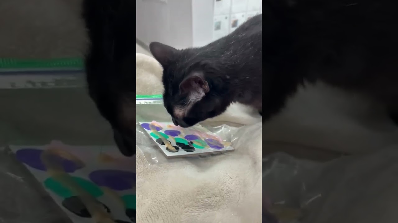 Mamba, a Adoptable Domestic Short Hair in St. Helena, CA video 3/4