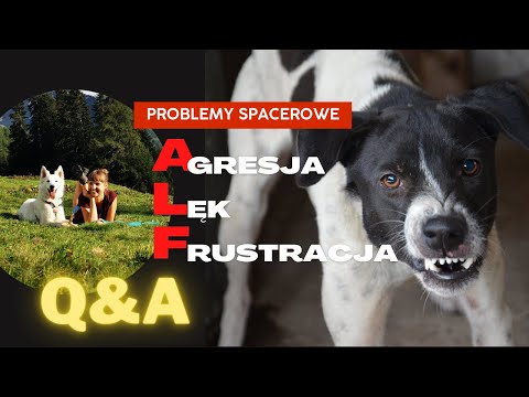 Q&A Problemy w kontaktach z innymi psami na spacerach