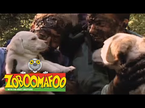 Zoboomafoo 113 - Puppies (Full Episode)