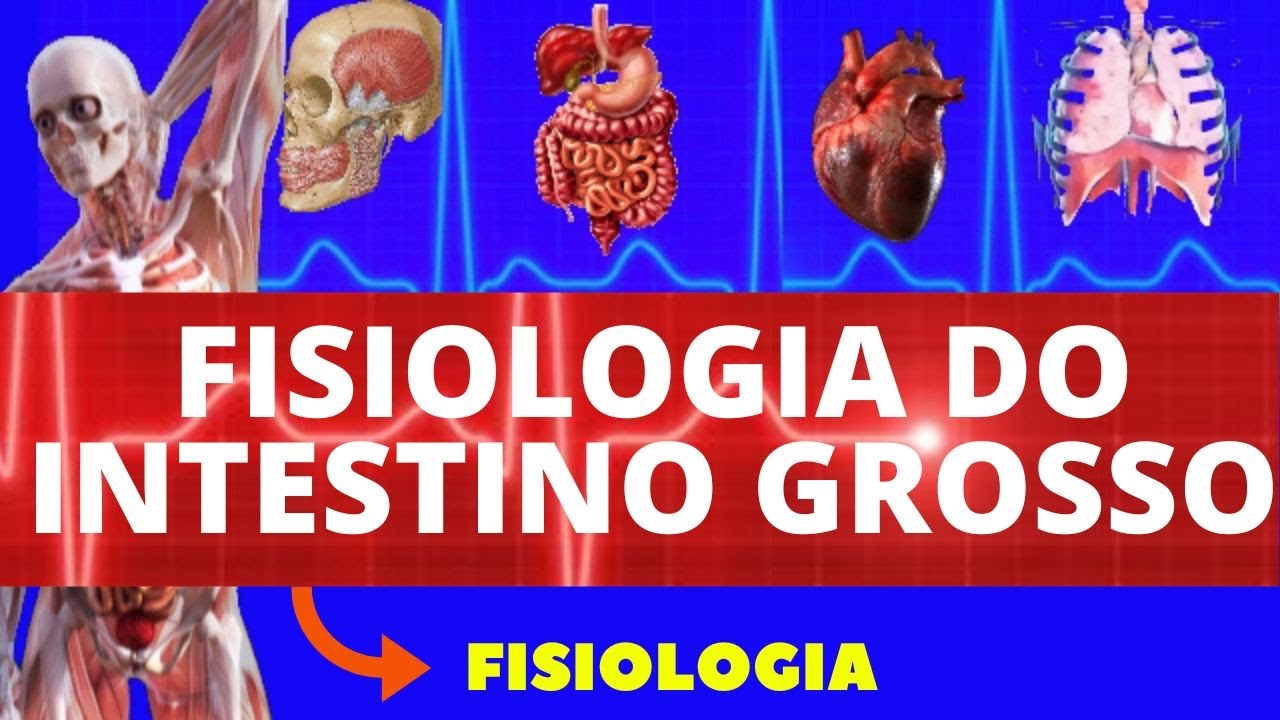 FISIOLOGIA DO INTESTINO GROSSO (FISIOLOGIA DE GUYTON) - FISIOLOGIA HUMANA - INTESTINO GROSSO