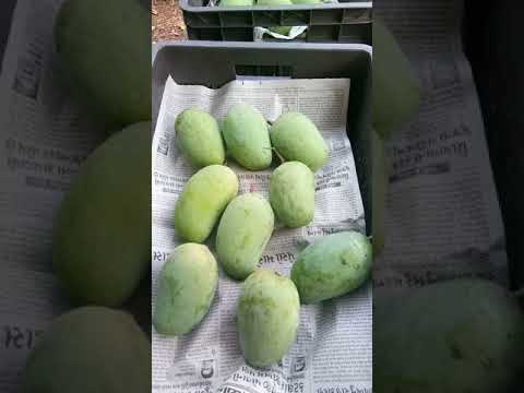 Preparing Our Mangoes for Ripening
