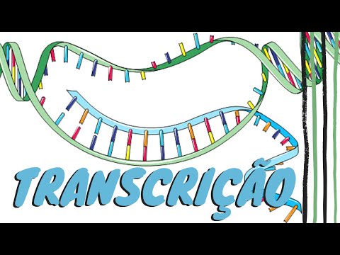 TRANSCRIÇÃO DO RNA | Aula 6 parte 1. Biologia Molecular