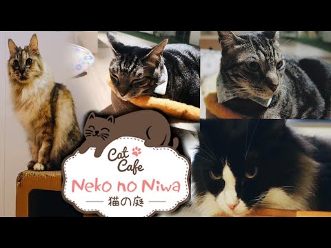 CAT CAFE Neko no Niwa (vlog #1)