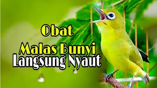 Download lagu KECIAL GACOR BELUM 1 MENIT KECIAL KUNING SUSAH BUNYI LANGSUNG NYAUT mp3