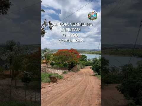 FLAMBOIÃ vermelho, enfeitam o lago Corumbá 4 ALEXÂNIA Goiás.